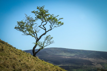 Obraz premium Solitary Tree in English Countryside