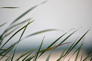Fototapeta premium Close up of marsh grass in the foreground, soft background, empty soft sky with room for copy.