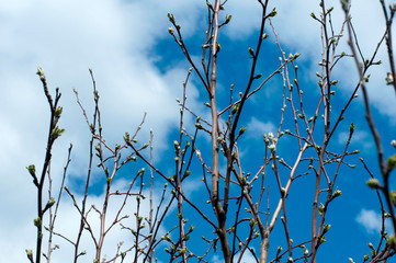 The branches of the tree. Blue sky with white clouds.