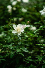 Bushes of white roses in the garden. Blooming white roses. Rose buds in the garden.
Growing roses. Selective focus