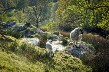 Lambing Season in English Countryside