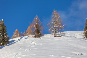Larch trees on a snowy slope with traces of the passage of a skier,  Fiorentina Valley, Dolomites, Italy