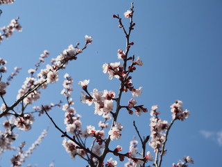 Bush of a blossoming apricot on a background of blue sky