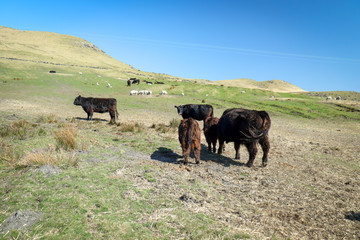 Cattle in English Countryside