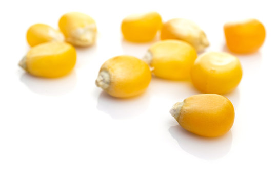 Sack corn seed isolated on white. Sweet Yellow maize kernel - agriculture popcorn background. Concept of healthy food, vegetarianism, cooking corn.