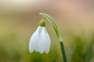 White snowdrop flower in spring with four petal leaves