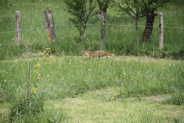 Female cautious fox in the meadow