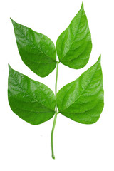 Green bean leave and pods of the beans on isolated white background