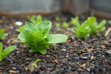 Vegetable Seedlings