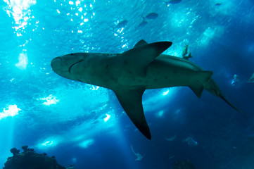 Fishes in the Lisbon Oceanario, Portugal, Europe