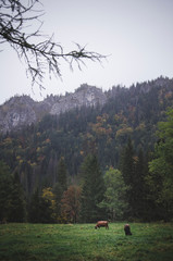 Cows on the field with the mountains view