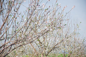 Almond trees with white flowers