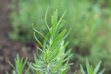 Obraz premium Herbal Foliage