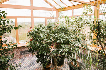 Winter garden with various plants in the house on a beautiful Sunny spring day, a great place to relax
