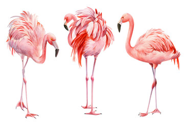 Set of pink flamingo on an isolated white background, watercolor illustration. Greeting card. - obrazy, fototapety, plakaty