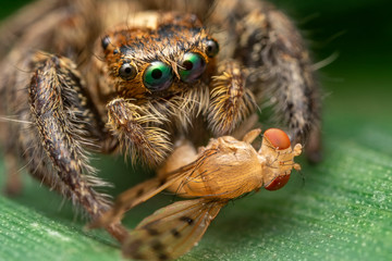 Spiders are eating small insects for food