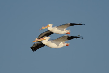 Fototapeta na wymiar Pelicans in flight 
