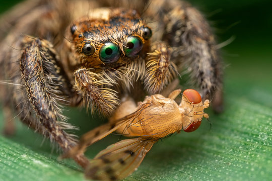 Spiders Are Eating Small Insects For Food