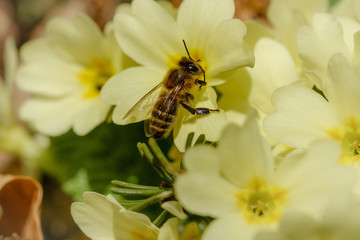 Yellow common primrose flowers in spring with a bee