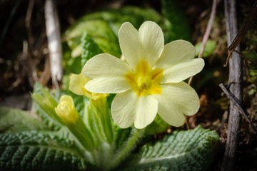 Yellow common primrose flowers in spring