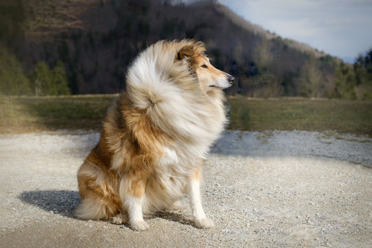 Brown and white rough collie dog