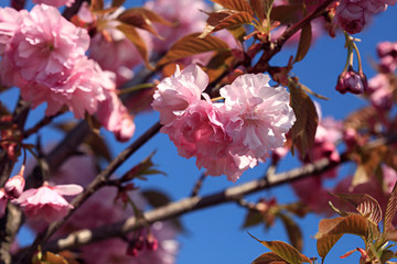 Colorful blossom in spring park