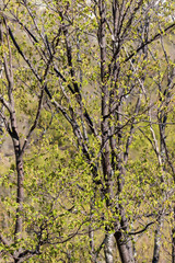 Ostrya carpinifolia, the European hop-hornbeam