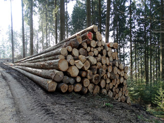 Baumf&auml;llung, M&uuml;nstertal Schwarzwald
