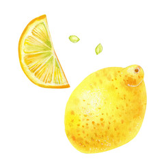 Lemon, hand drawn watercolor illustration, isolated on white for your design.