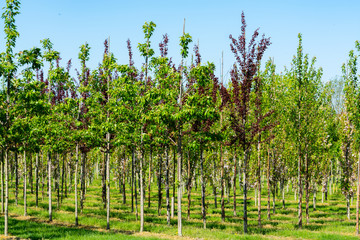 Plantation with rows of green garden decorative trees in different shapes