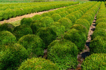 Plantation of buxus boxwood plants in ball shape