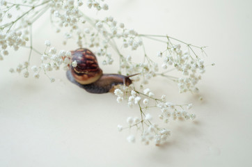 Dark brown Achatin with a spiral shell crawls among beautiful white flowers on a bright clear day. Extreme closeup macro healing mucus and anti-aging slime of Giant Snail. Concept of purity, copyspace