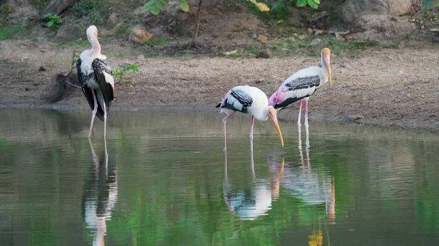 Painted stork (Mycteria leucocephala) eating water and walk on water. Watch flock of birds behavior of the natural habitat.