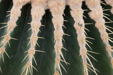 Closeup thorns of Golden Barrel Cactus in gravel. Cactus in the garden.Echinocactus grusonii
