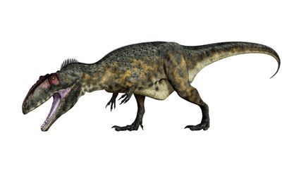 Terrifying giganotosaurus dinosaur roaring head down isolated in white background - 3D render