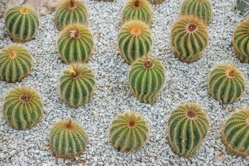 Obraz premium Green Golden Barrel Cactus garden. Cactus diversity in different forms and size in the garden. Cactus in nongnooch garden Pattaya, Thailand.