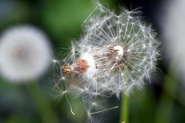 Pusteblume mit Samennase