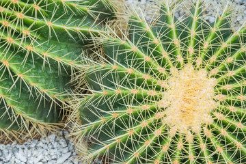 Naklejka na ściany i meble Closeup thorns of Golden Barrel Cactus in gravel. Cactus in the garden.Echinocactus grusonii