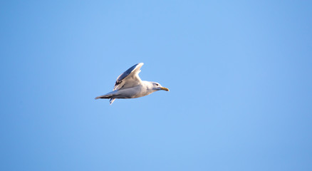 Fototapeta na wymiar Wildlife background of Larus cachinnans seagull flies across the sky, phase of flight.