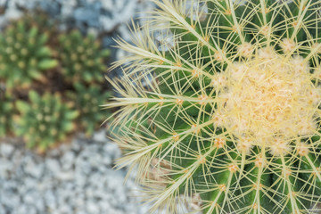 Closeup thorns of Golden Barrel Cactus in gravel. Cactus in the garden.Echinocactus grusonii