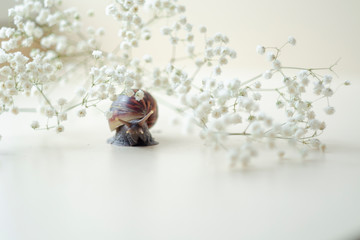 Dark brown Achatin with a spiral shell crawls among beautiful white flowers on a bright clear day. Extreme closeup macro healing mucus and anti-aging slime of Giant Snail. Concept of purity, copyspace