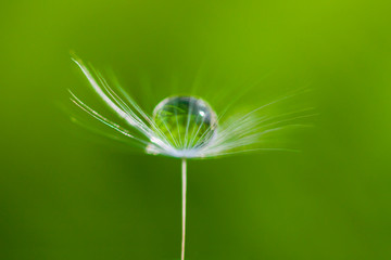 Dandelion (Taraxacum officinale) seeds and water drops 