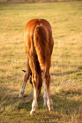Naklejka na ściany i meble Brown foal in meadow. Nature background. Soft focus