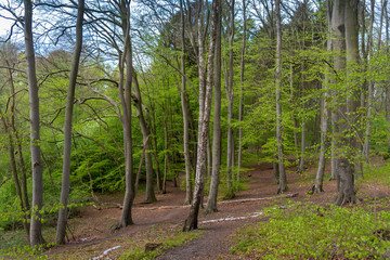 Buchenwald im Frühling