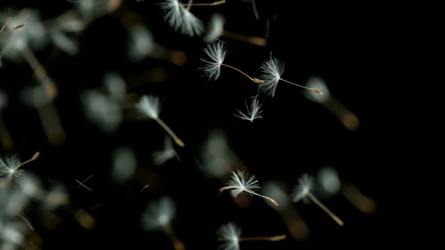 Macro Shot of Dandelion being blown in super slow motion on black background. Filmed on high speed cinematic camera at 1000 fps.