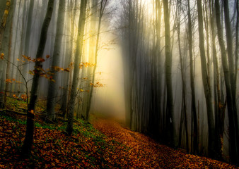 Mystical lights in the forest