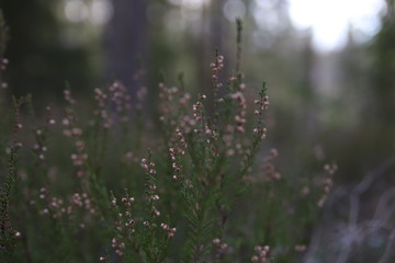 morning dew on a meadow