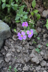 malcolmia maritima