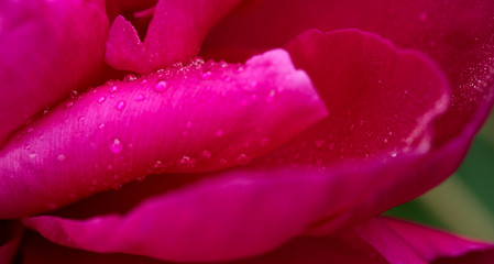 A macro image of a red peony flower .