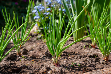 Young shallot onion plants growing in spring garden - obrazy, fototapety, plakaty